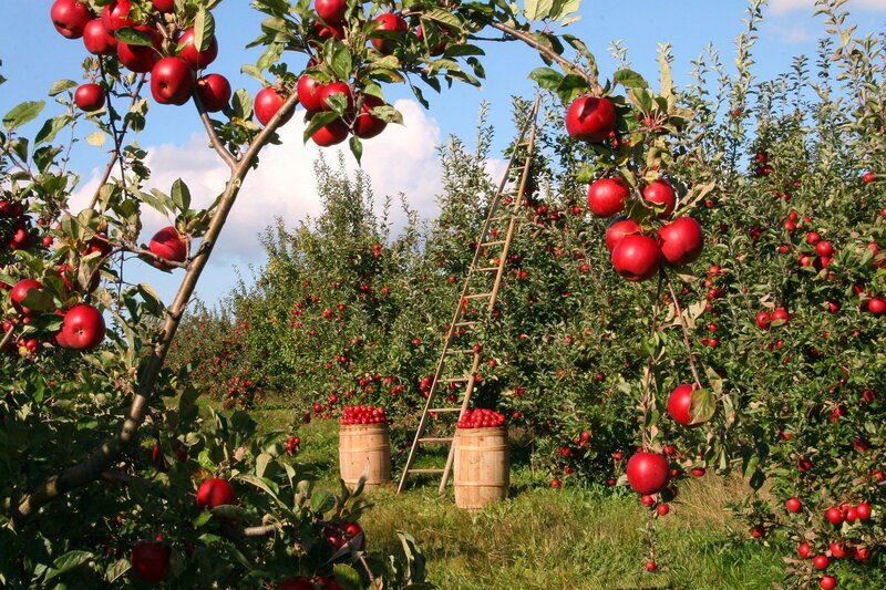 Neue Ernte: Äpfel aus der Bodenseeregion